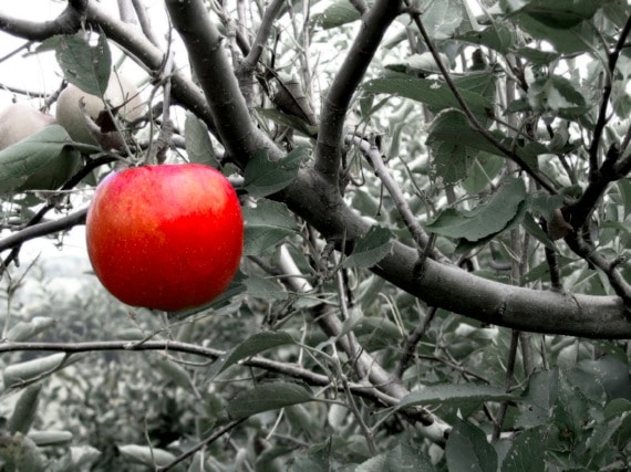 iStock_000000299929Small.jpg An Isolated Apple Hanging on a Tree - Photo courtesy of ©iStockphoto.com/dsteller, Image #299929